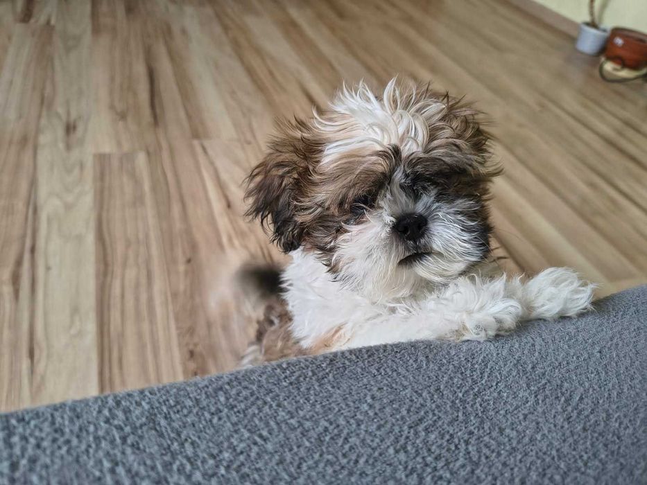 Sprzedam ślicznego pieska SHIH TZU
