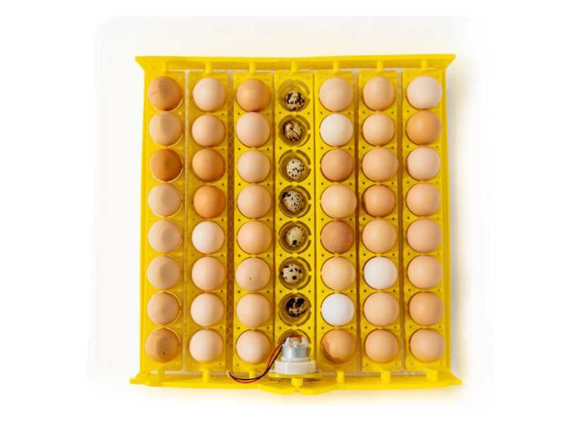 Inkubator Automatyczny DINO wylęgarka do 56 jaj dla drobiu gęsi kaczek