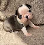 Piesek Boston Terrier