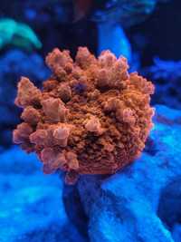 Discosoma bounce orange,koralowiec akwarium morskie