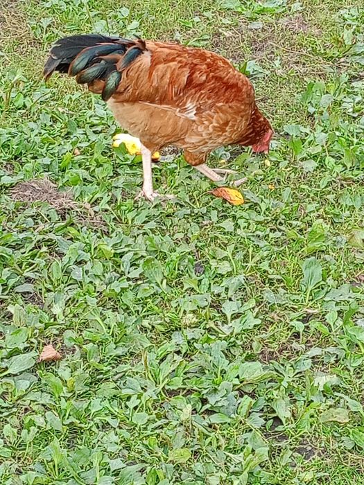 Koguty Włoszki i mieszańce sprzedam