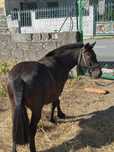 Pónei macho manso preto por 450€
