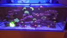 Akwarium morskie 500l