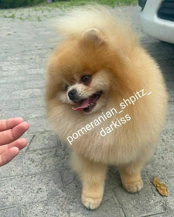 Шпицы С Документами