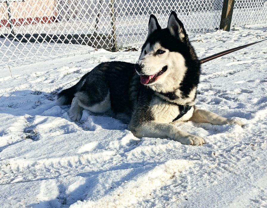 Zapowiedź miotu szczeniaczków Siberian husky.