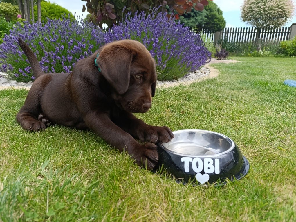Labrador Retriever -pozostał  jeszcze 1 śliczny  szczeniak czekoladow