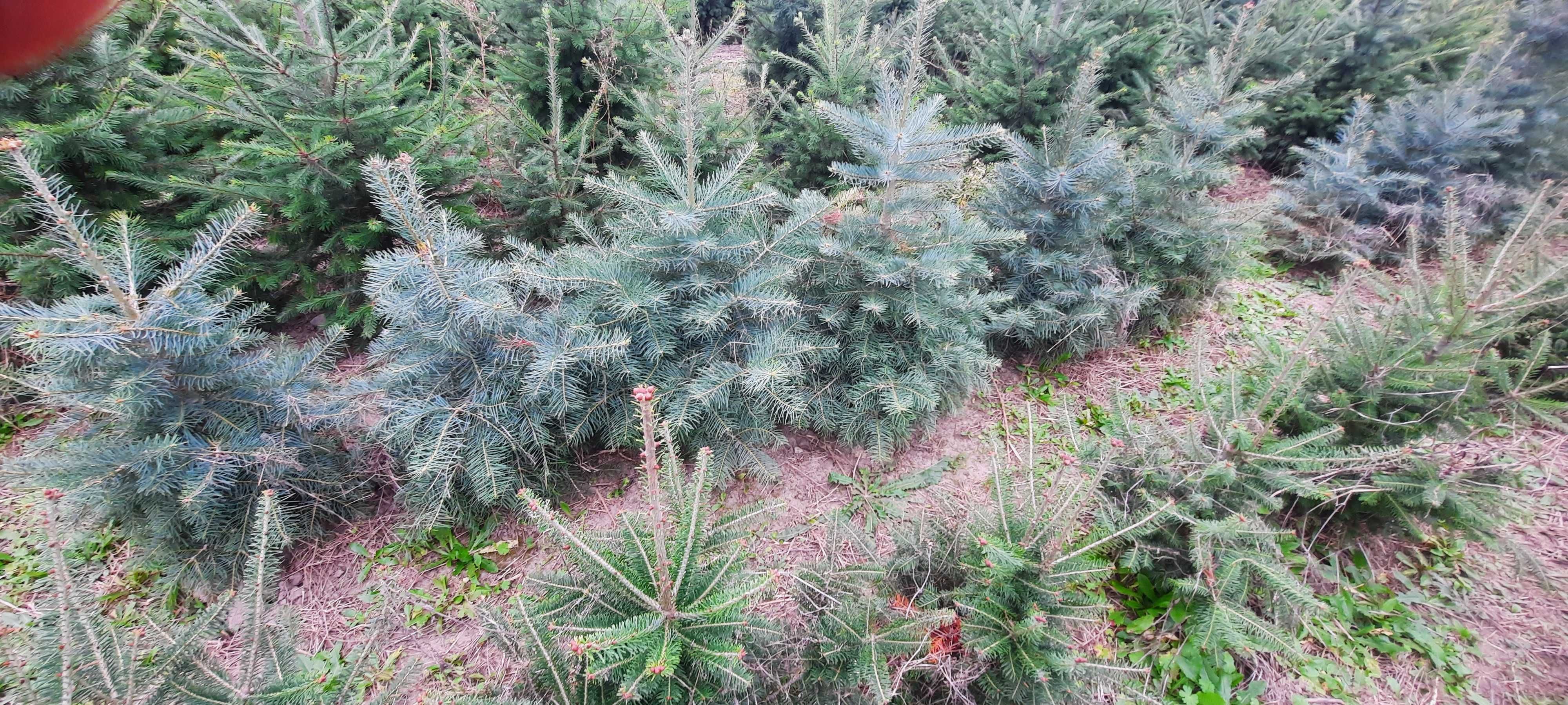 Jodła kalifornijska srebrzysta duży wybór  Iglaki Ocieszyn