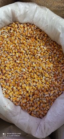 Продам кукуруза 7.5, пшеница, ,ячмень 7грнв мешках грн и другие корма