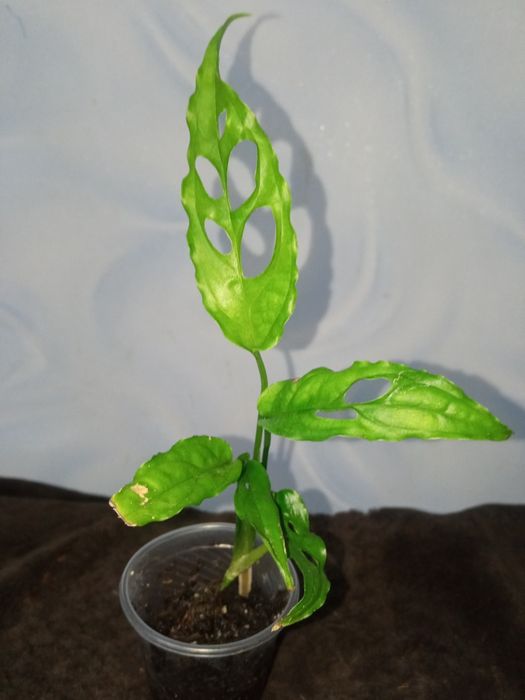 Монстера Обліква Перу