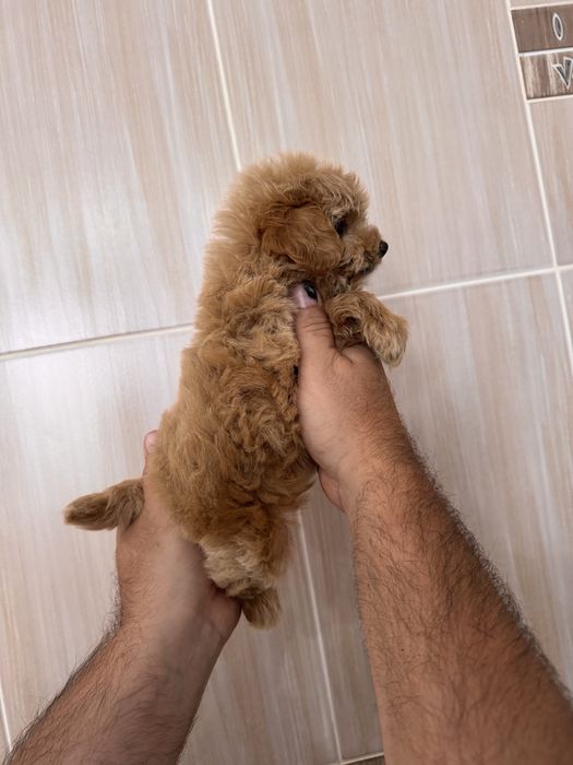 Хлопчики та дівчатка мальтіпу maltipoo