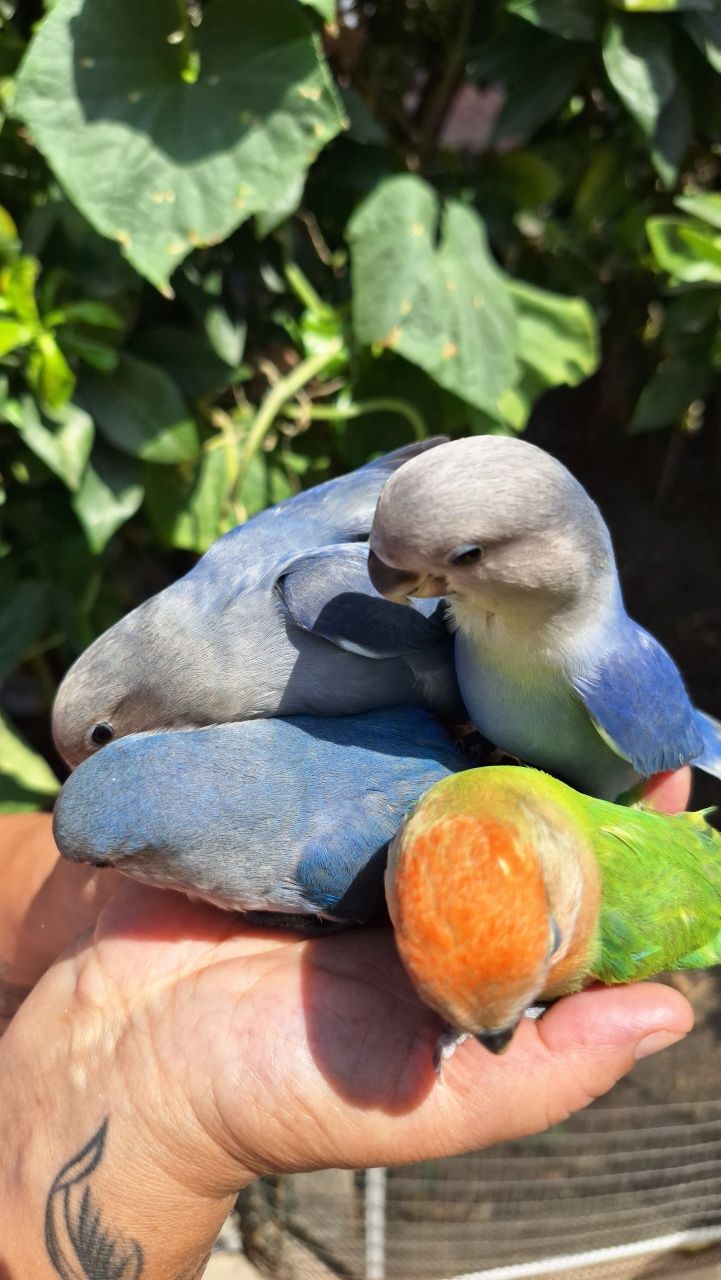 Vendo Agapornis Domesticados