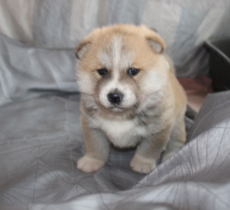 Akita Japońska ( Inu )