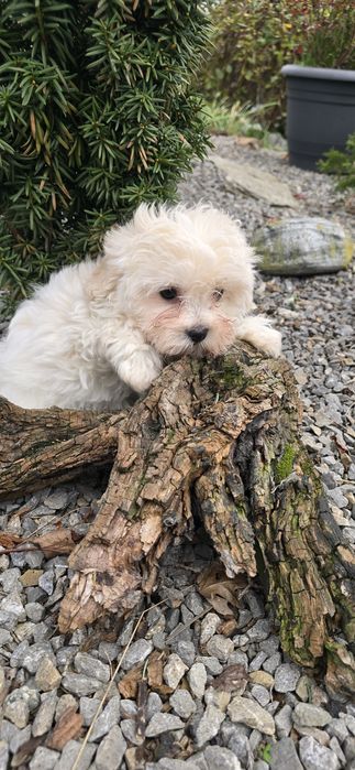 Maltipoo suczka kremowa