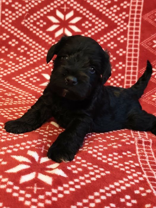 Sznaucer miniaturowy z rodowodem czarna suczka