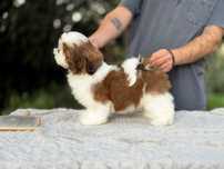 Piesek Shih Tzu! Gotowy do odbioru!
