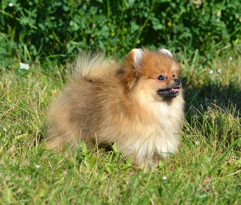 Szpic Miniaturowy Pomeranian śliczna suczka Cleo ZKwP FCI rodowód