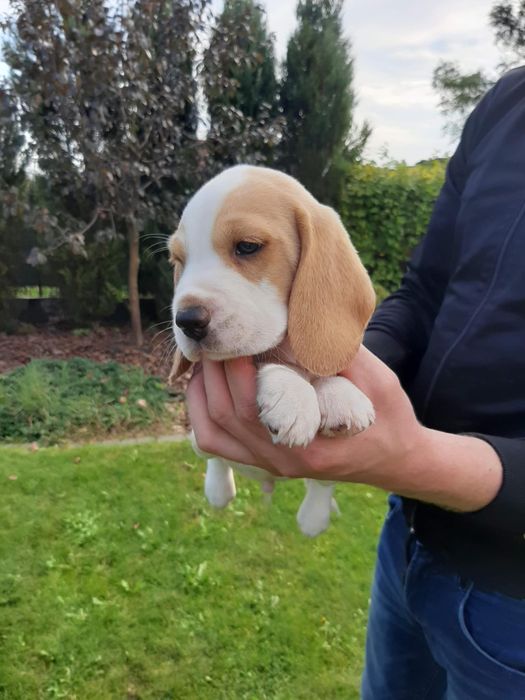 Beagle  szczeniak piesek FCI Zkwp badania genetyczne