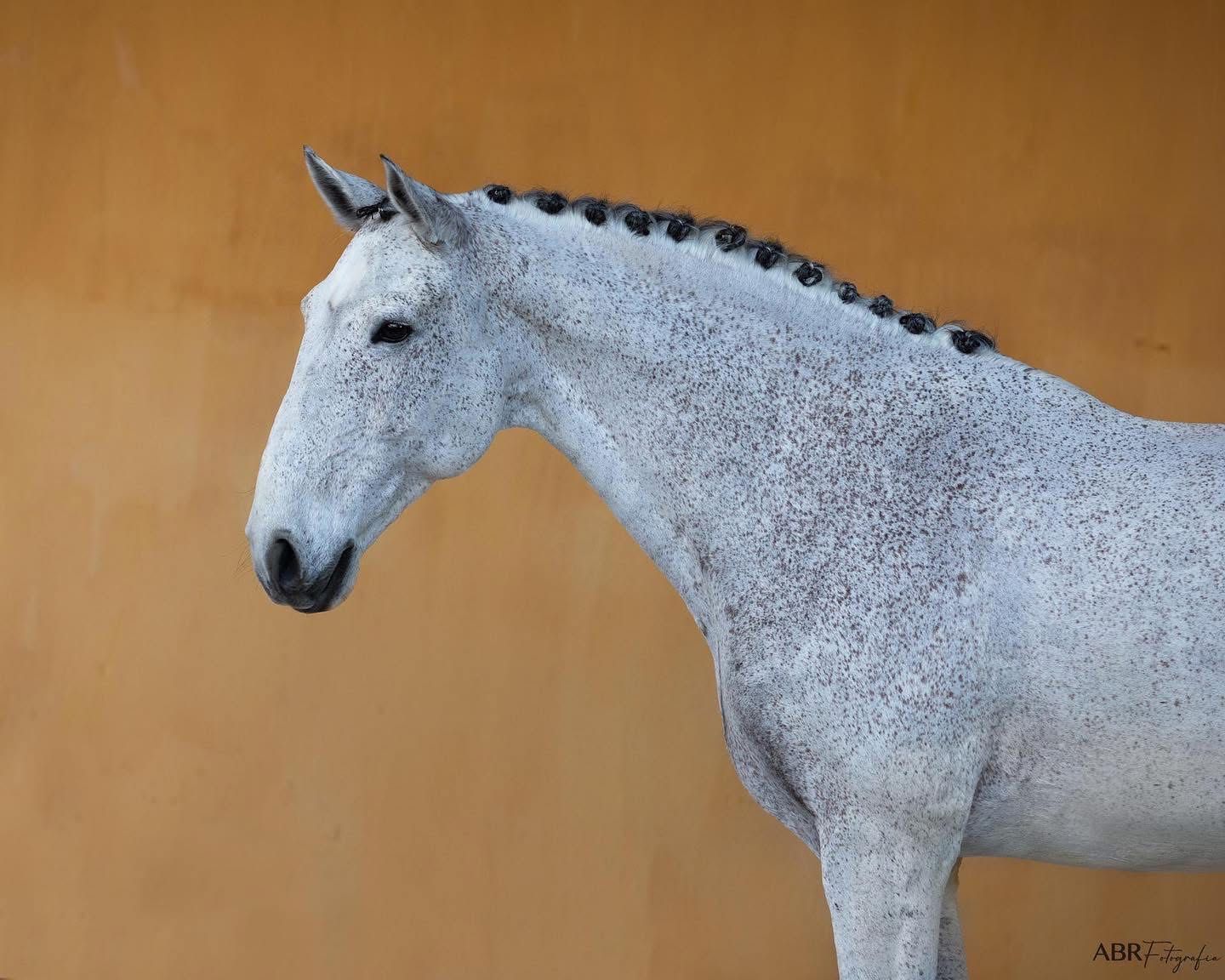 Lusitano nível de GP