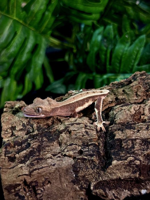 Gekon Orzęsiony po Samcu Lilly White