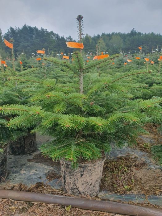 Jodla kaukaska abies nordmaniana  w donicy 60-80 cm