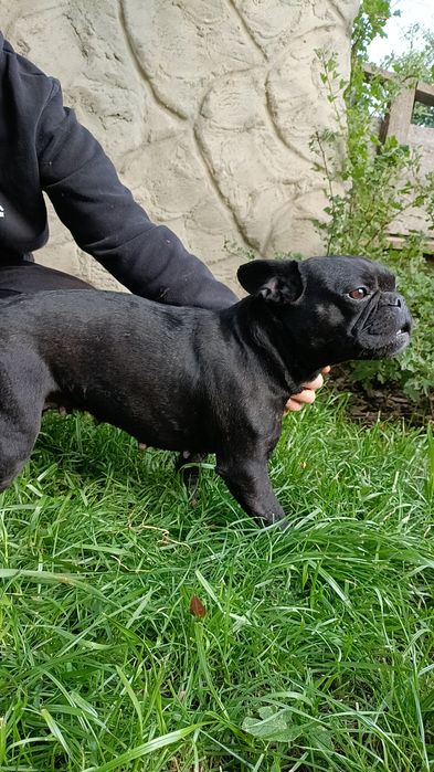 Француженки 2.5-3.5роки