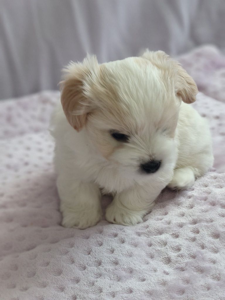 Coton de Tulear - szczeniak FCI