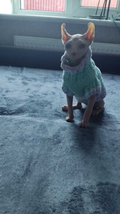 Кошеня сфінкс ельф