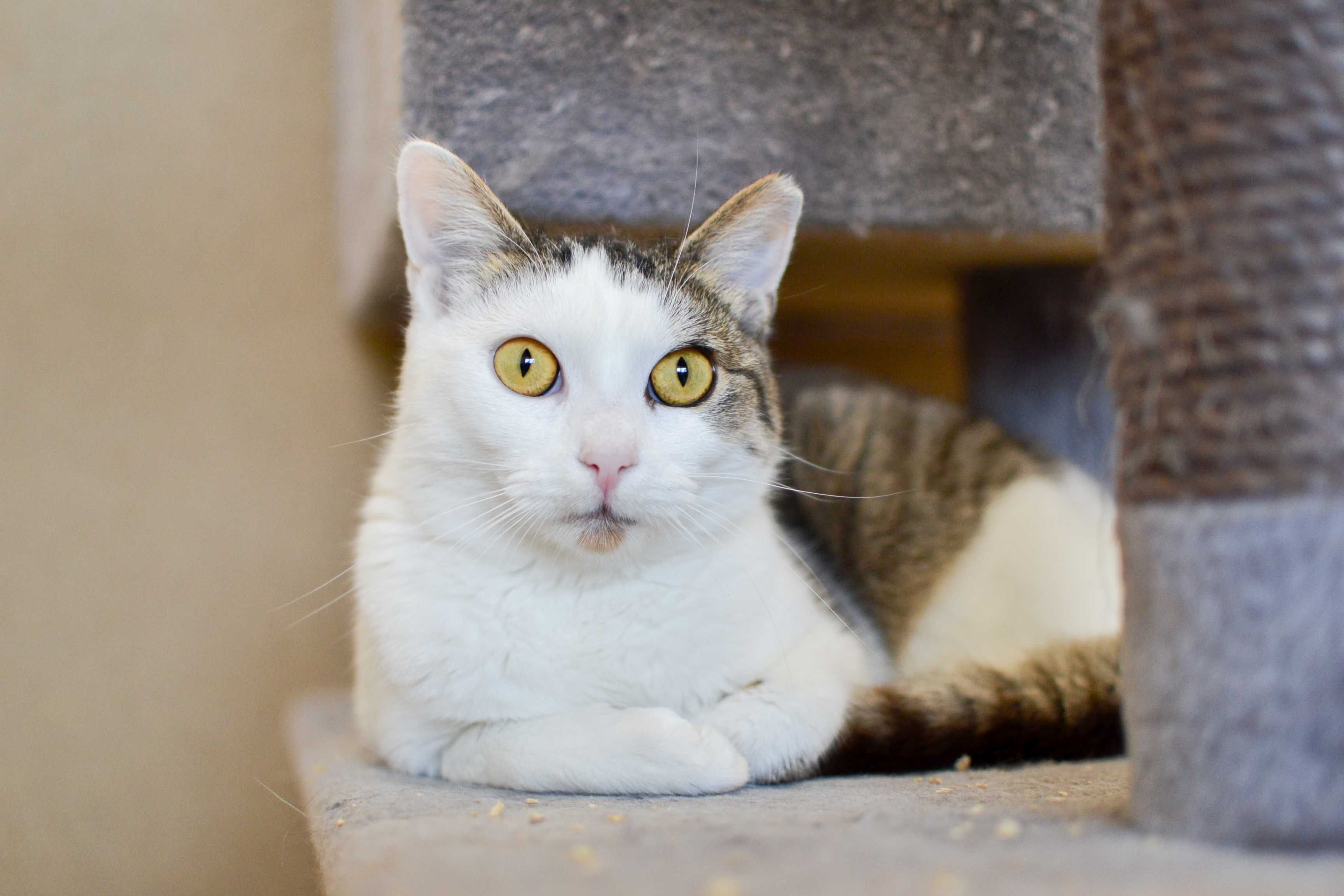 Liczi - roczna, opanowana kotka do adopcji!