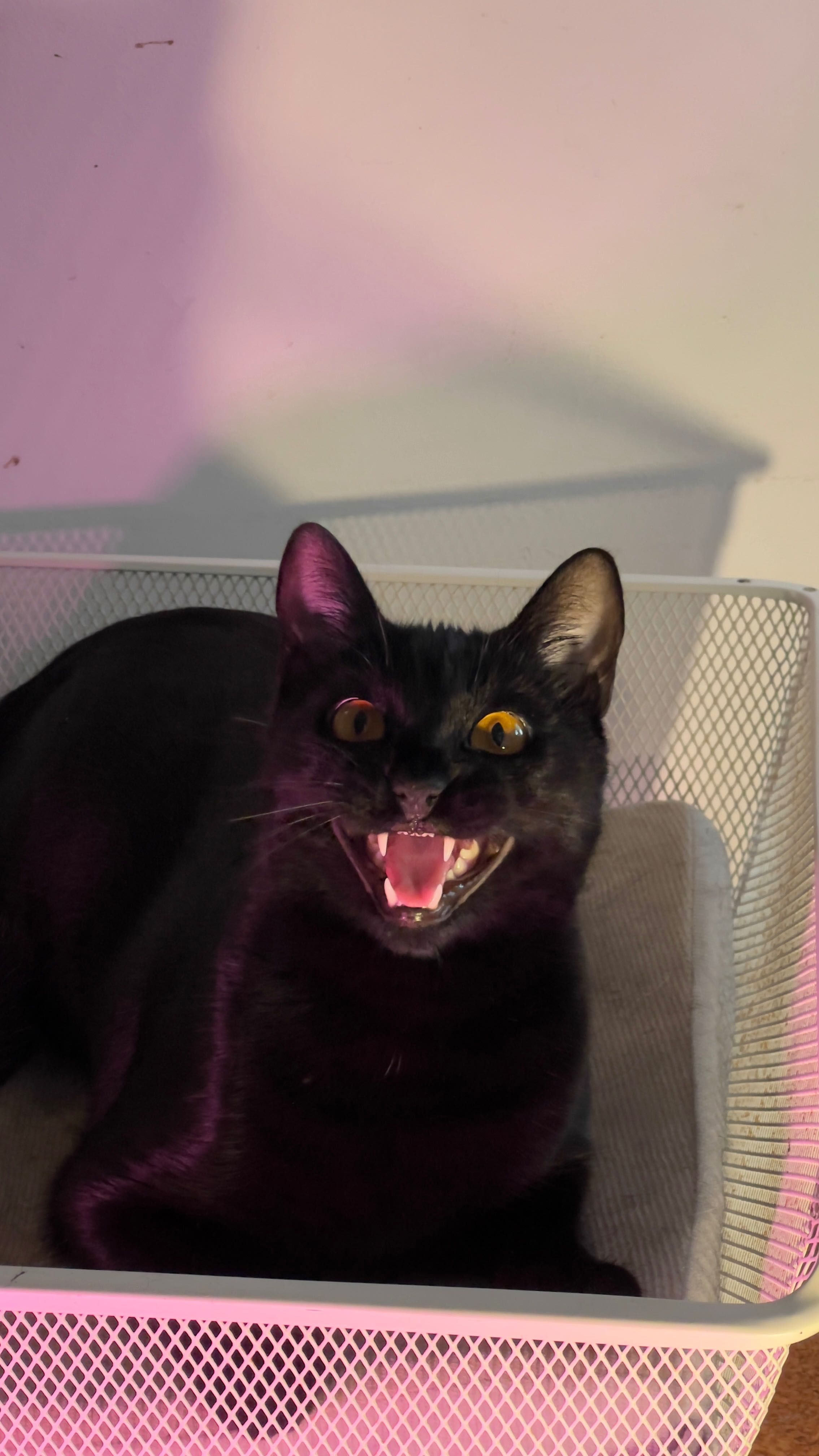 GATO PRETO MACHO - ADOÇÃO RESPONSÁVEL