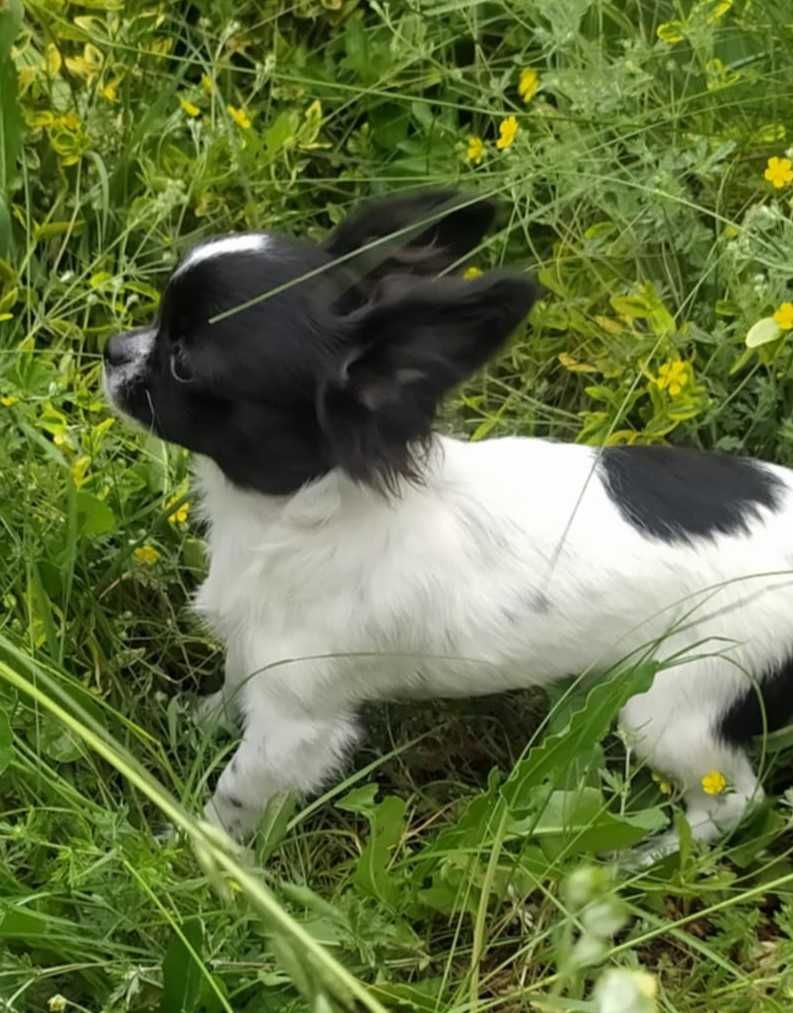 Chihuahua SUPER MINI suczka piesek mini  prawdziwy rodowód ZKwP (FCI)