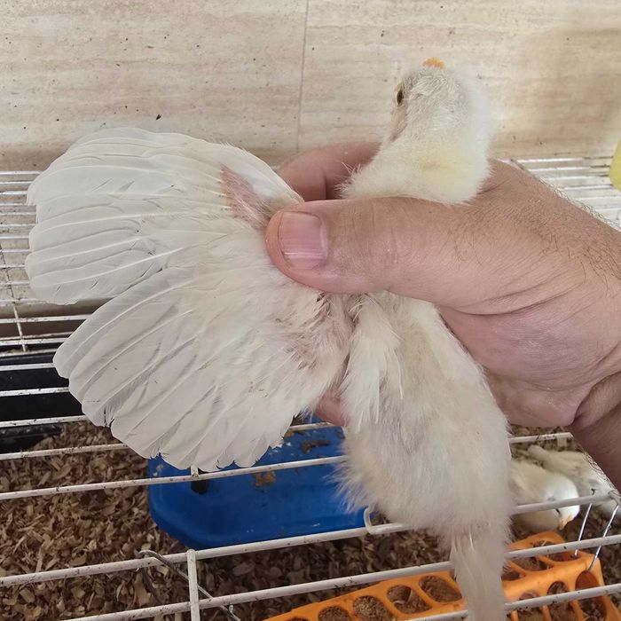 Pintos Puros Leghorn Legorne Brancos White