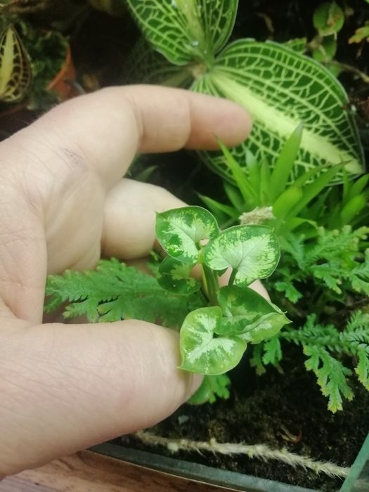 Сінгоніум Syngonium pixie dwarf form