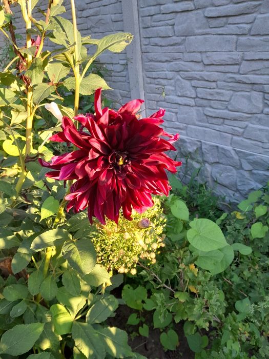 Продам клубні жоржини,  георгину