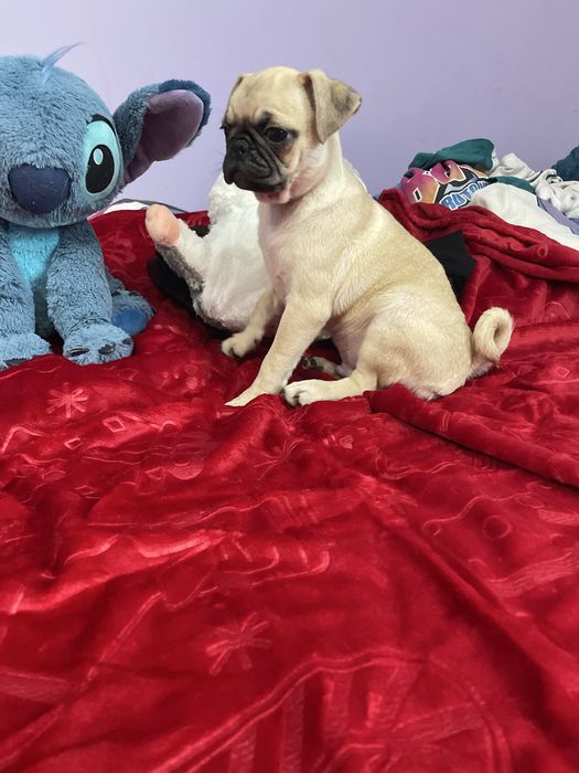 Mops  rasowa śliczna samiec