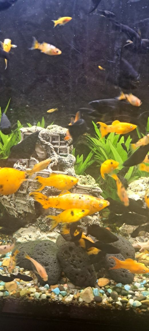 Peixes molly baratos