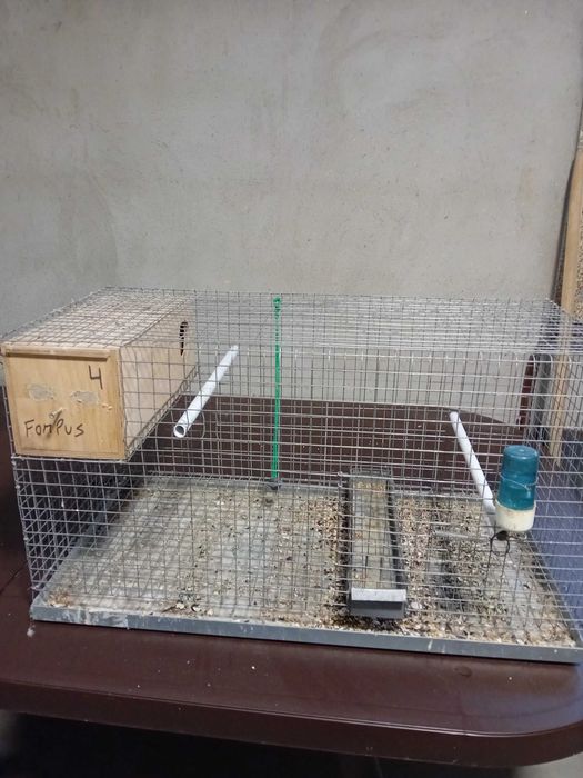 Várias  gaiolas para ceder ou trocar por kakarikis