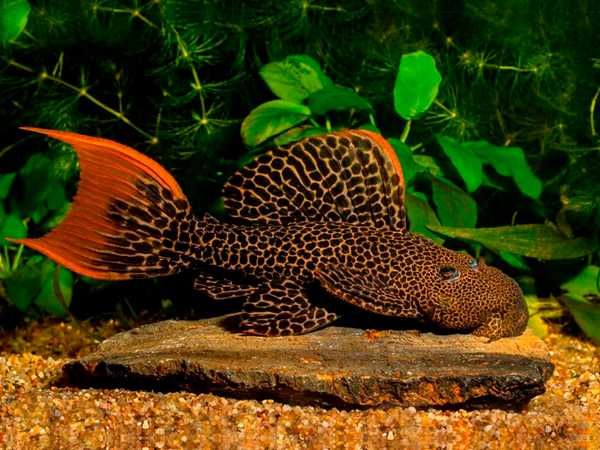 Zbrojnik L114 - Pseudoacanthicus cf leopardus