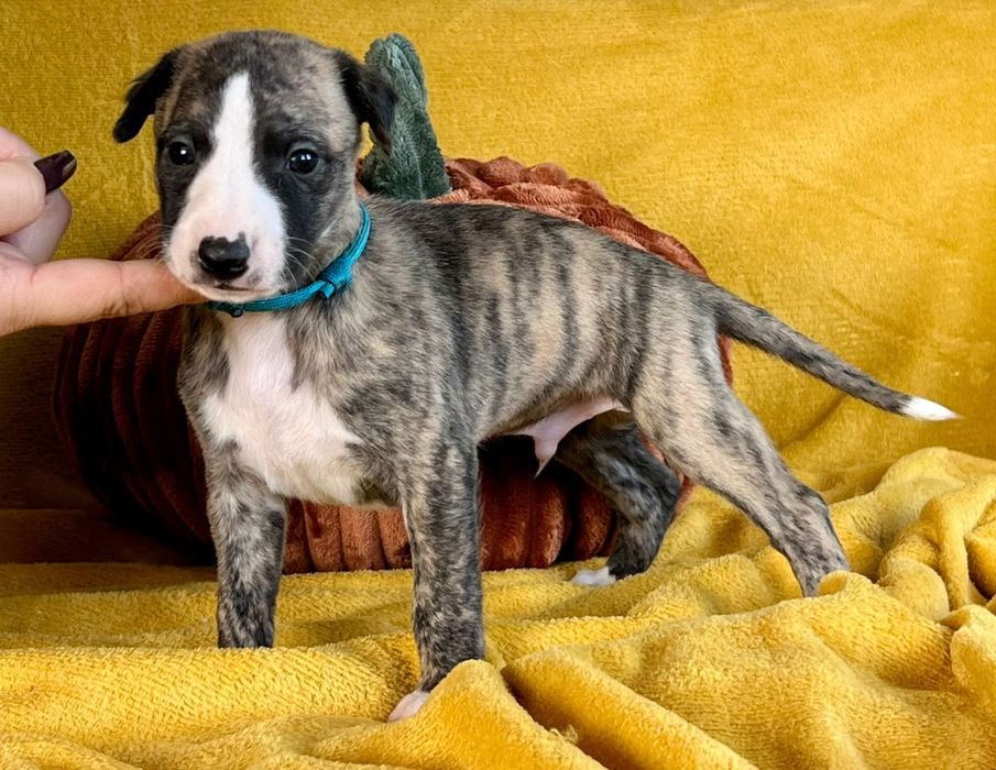 Zarezerwowany/Chart Angielski-Whippet piesek FCI