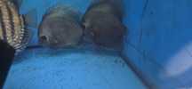 2 discus blue dimond + de 10 cm