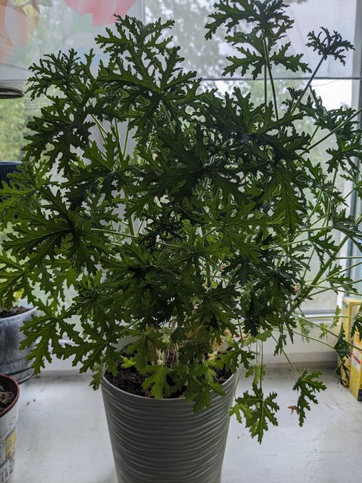 Пеларгонія духмяна, лимонник