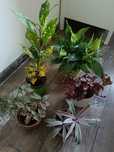 Rośliny syngonium epipremnum kroton begonia reo filodendron