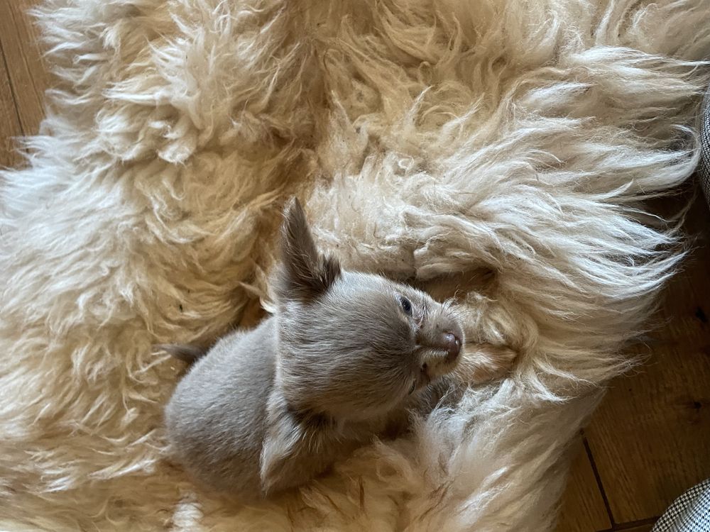 Chihuahua chlopiec liliowy