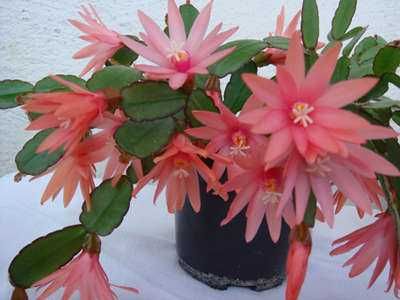 Ріпсалідопсиси , молоді рослини