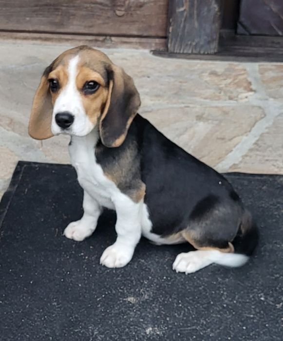 Beagle piesek sprzedam