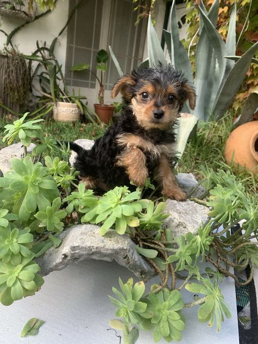 Yorkshire Terrier bebé