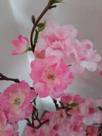 Jabłoń różowa wielkanocna dekoracja ozdoba gałązka wiosenna