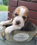Szczeniak rasy Beagle