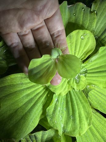 Pistia rozetkowa (Pistia stratioes L.)  do akwarium lub oczka wodnego