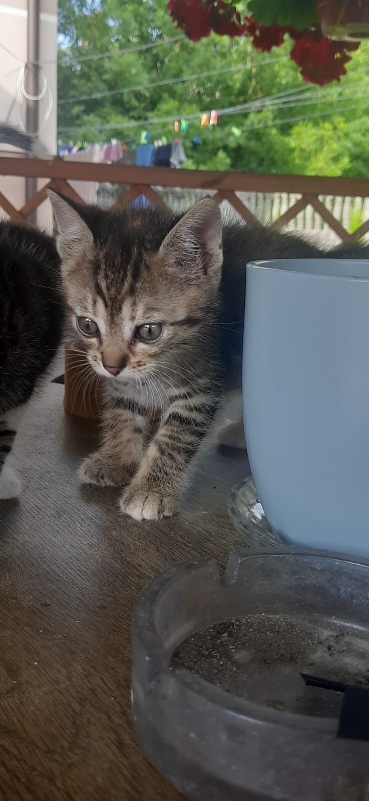 Oddam za darmo koty