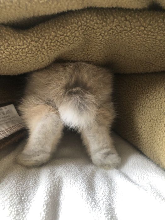 Кролик, декоративный кролик